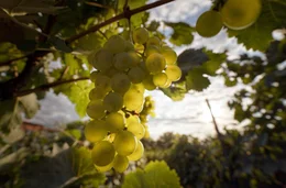 Die Weinberge in Tiflis sind das Familienprojekt der Aduladzes.