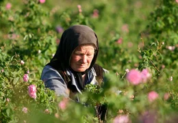 Das Tal von Kasanlak ist ber&uuml;hmt f&uuml;r seinen Rosenanbau. Etwa drei Kilo Bl&uuml;ten ergeben ein Gramm des wertvollen Rosen&ouml;ls.