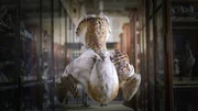 Das Pr&auml;parat einer Gro&szlig;trappe im Naturkundemuseum Berlin