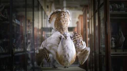 Das Pr&auml;parat einer Gro&szlig;trappe im Naturkundemuseum Berlin