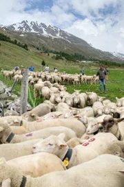 SRF bi de Lüt – z'Alp Staffel 2 Gut 500 Schafe verbringen den Sommer auf der Alp Plazér. Behütet vom Hirten Stefan Platzer und zwei Herdenschutzhunden. 2021 SRF bi de Lüt – z'Alp Staffel 2 Gut 500 Schafe verbringen den Sommer auf der Alp Plazér. Behütet vom Hirten Stefan Platzer und zwei Herdenschutzhunden. 2021