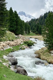 SRF bi de Lüt – z'Alp Staffel 2 Alpaufzug Etappe 2. Von S-charl in gut zwei Stunden auf die Alp Plazér. 2021 SRF bi de Lüt – z'Alp Staffel 2 Alpaufzug Etappe 2. Von S-charl in gut zwei Stunden auf die Alp Plazér. 2021