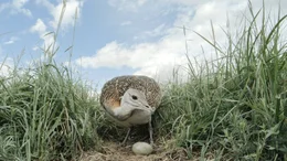 Eine Gro&szlig;trappenhenne an ihrem Nest