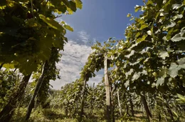 Im Weinberg der Abuladzes