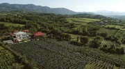 Meore Obcha, Weinberg der Abuladzes