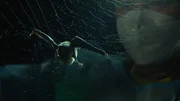 Eine Fledermaus in Kambodscha.