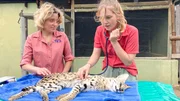 Nina (r.) assistiert Tierärztin Jess Briner (l.) bei der Untersuchung eines Servals. Die Raubkatze ist betäubt. Nina (r.) assistiert Tierärztin Jess Briner (l.) bei der Untersuchung eines Servals. Die Raubkatze ist betäubt.