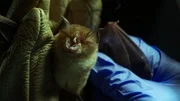 Ein Forscher in Kambodscha untersucht eine Fledermaus.