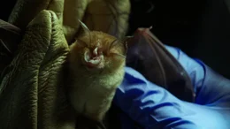 Ein Forscher in Kambodscha untersucht eine Fledermaus.
