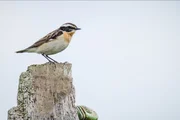 Braunkehlchen &ndash; Sie brauchen Ansitzwarten f&uuml;r die Jagd, finden die aber nur in seltenen Brachfl&auml;chen.