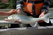 Gerald Zauner, Hydrobiologe und Dorfwirt in Engelhartszell holt in der Früh die Fische aus dem Netz. Gerald Zauner, Hydrobiologe und Dorfwirt in Engelhartszell holt in der Früh die Fische aus dem Netz.