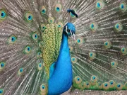 Ein eitles Tier: Der Pfau. Heute bekommen die Tiere Ringe. Aber nicht als Steigerung ihrer Schönheit, sondern als tierischen Personalausweis. Ein eitles Tier: Der Pfau. Heute bekommen die Tiere Ringe. Aber nicht als Steigerung ihrer Schönheit, sondern als tierischen Personalausweis.