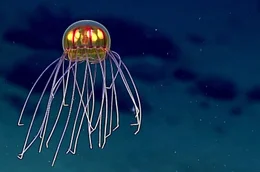 Biolumineszenz, eine wichtige &Uuml;berlebensstrategie in der Tiefsee, denn Licht ist in den dunklen Abgr&uuml;nden unter Wasser ein zentrales Werkzeug &ndash; zum Jagen, zur Kommunikation und zum &Uuml;berleben.