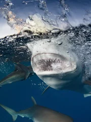 Cuban waters support a diversity of sharks. Cuban waters support a diversity of sharks.