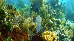 Die flachen Bereiche des Cayman Crown Riffs beherbergen Kolonien verschiedener Korallen und farbenpr&auml;chtiger Fische.