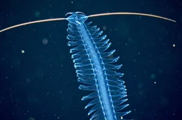 Anders als der Name vermuten l&auml;sst, ist der Helgol&auml;nder Planktonwurm (Tomopteris helgolandica) in allen Meeren und Ozeanen verbreitet.