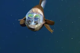 Der Fassaugenfisch (Barreleye Fish) z&auml;hlt zu den au&szlig;ergew&ouml;hnlichsten Tiefseelebewesen: Der obere Teil seines Kopfes ist transparent.