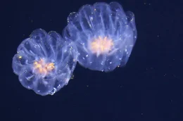 Biolumineszenz, eine wichtige &Uuml;berlebensstrategie in der Tiefsee, denn Licht ist in den dunklen Abgr&uuml;nden unter Wasser ein zentrales Werkzeug &ndash; zum Jagen, zur Kommunikation und zum &Uuml;berleben.