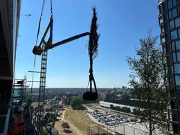 Mit dem Kran kommt einer von mehr als 300 B&auml;umen, an seinen Platz an der Au&szlig;enwand des Hochhauses in der Utrechter Innenstadt.