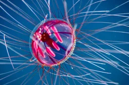 Biolumineszenz, eine wichtige &Uuml;berlebensstrategie in der Tiefsee, denn Licht ist in den dunklen Abgr&uuml;nden unter Wasser ein zentrales Werkzeug &ndash; zum Jagen, zur Kommunikation und zum &Uuml;berleben.