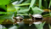 Zwei Europ&auml;ische Sumpfschildkr&ouml;ten nehmen ein Sonnenbad. Die Reptilien sind wechselwarm und ben&ouml;tigen w&auml;rmendes Sonnenlicht.