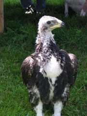 Der junge Steinadler Sky. Der junge Steinadler Sky.