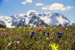 Fr&uuml;hlingswiese am Fu&szlig; der Berge.