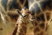 Giraffenbaby Kabale, aus dem Kronberger Opel-Zoo.