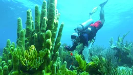 Korallenforscher Myles Philipps fotografiert eine S&auml;ulenkoralle in einem seichten Bereich des Cayman Crown Riffs.