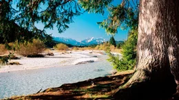 Die Isar im Herbst: Von Oktober bis Dezember suchen Bachforellen ihre Laichpl&auml;tze in kleineren Zufl&uuml;ssen oder seichteren Seitenarmen des Flusses auf. Weiteres Bildmaterial finden Sie unter www.br-foto.de.