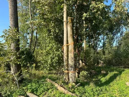 Nur wenige Baumarten bestehen, wenn sie regelm&auml;&szlig;ig in &Uuml;berflutungsgebieten wie den Flussauen unter Wasser stehen. Deswegen m&uuml;ssen einige B&auml;ume bei Renaturierungsarbeiten weichen. In Ingolstadt haben sich die Verantwortlichen etwas einfallen lassen. Um Fledermaus- und Insektenh&ouml;hlen im Altbestand zu retten, haben sie St&auml;mme der gef&auml;llten B&auml;ume an St&auml;mme von B&auml;umen befestig, die hier stehen bleiben sollen. Ein Beitrag f&uuml;r den Artenschutz.