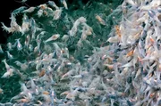 Die sogenannten blinden Garnelen (Rimicaris exoculata) geh&ouml;ren zu den Tiefseegarnelen und leben in einer Tiefe von 2.000 bis 3.500 Metern.