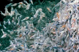 Die sogenannten blinden Garnelen (Rimicaris exoculata) geh&ouml;ren zu den Tiefseegarnelen und leben in einer Tiefe von 2.000 bis 3.500 Metern.