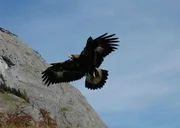 Sky, der zahme Steinadler, überfliegt die Kamera. Sky, der zahme Steinadler, überfliegt die Kamera.