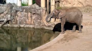 Junger Elefant im Tierpark Berlin.
