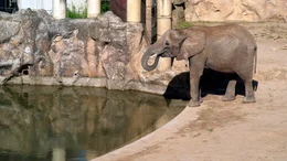 Junger Elefant im Tierpark Berlin.