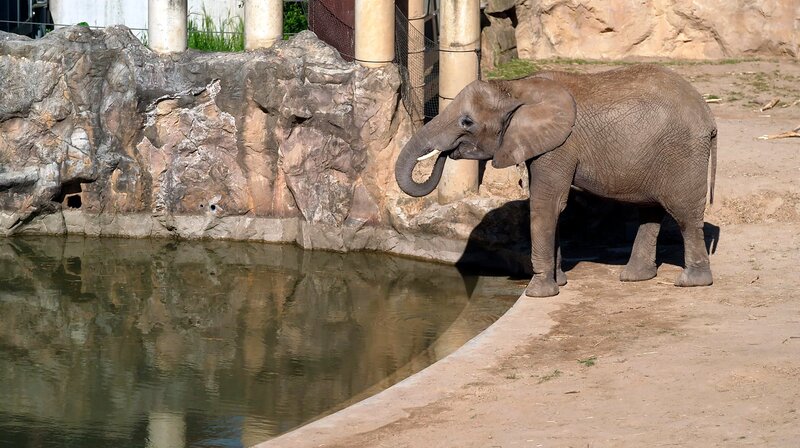 Die Elefanten-Baustelle – Rückkehr der Giganten in den Tierpark Berlin (D, 2026)
