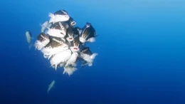 In den 1950er-Jahren waren Nassau-Zackenbarsche die wichtigste Einkommensquelle der kommerziellen Fischerei in der Karibik. Heute ist die Art vom Aussterben bedroht. Hier wird ein Weibchen beim Laichen von mehreren M&auml;nnchen verfolgt.