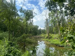 Auw&auml;lder sind die Heimat zahlreicher Pflanzen- und Tierarten.  Ihre weitl&auml;ufigen Ausbreitungen sind ein zuverl&auml;ssiger Hochwasserschutz bei extremen Niederschl&auml;gen. In Deutschland hat der Mensch &uuml;ber 90 Prozent der urspr&uuml;nglich gewachsenen Auw&auml;lder im Rahmen der Flussbegradigungen zerst&ouml;rt.