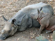 Langeweile bei Familie Nashorn. Damit soll jetzt Schluss sein. In der neuesten Folge von Eisbär, Affe & Co. wollen die Pfleger die beiden mit einem Ball so richtig in Schwung bringen. Langeweile bei Familie Nashorn. Damit soll jetzt Schluss sein. In der neuesten Folge von Eisbär, Affe & Co. wollen die Pfleger die beiden mit einem Ball so richtig in Schwung bringen.