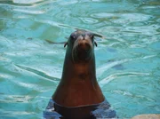 Mit dem Löwen hat ein Seelöwe wenig gemein. Von der Lernfähigkeit her sind sie trotzdem die Könige der Wasserwelt. Mit dem Löwen hat ein Seelöwe wenig gemein. Von der Lernfähigkeit her sind sie trotzdem die Könige der Wasserwelt.