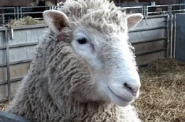 Schaf Dolly &ndash; als 1996 das erste geklonte Tier auf die Welt kam, war dies eine wissenschaftliche Sensation.
