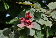 Aus den weiblichen Blüten entstehen die Haselnüsse. Sie stehen einzeln oder zu mehreren zusammen. Aus den weiblichen Blüten entstehen die Haselnüsse. Sie stehen einzeln oder zu mehreren zusammen.