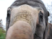 Geschickter Rüssler. Auch die schwersten Tiere der Wilhelma wollen beschäftigt werden. Dabei sind sie oft raffinierter, als die Pfleger denken… Geschickter Rüssler. Auch die schwersten Tiere der Wilhelma wollen beschäftigt werden. Dabei sind sie oft raffinierter, als die Pfleger denken…