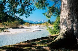 Die Isar im Herbst: Von Oktober bis Dezember suchen Bachforellen ihre Laichpl&auml;tze in kleineren Zufl&uuml;ssen oder seichteren Seitenarmen des Flusses auf.