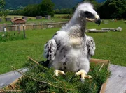 Sky, der noch kleine Steinadler. Sky, der noch kleine Steinadler.