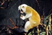 ARD/rbb PANDA, GORILLA & CO., TEIL 172, "Geschichten aus dem Zoo Berlin und dem Tierpark Berlin", Der Nacht-Tag-Rhythmus der Tiere im Nachttierhaus wurde für die Besucher verändert, damit am Tage die Nachttiere zu beobachten sind. Bei den Plumploris scheint das nur der Mann zu wissen, denn die Plumplori-Dame schläft noch und möchte nicht gestört werden. ARD/rbb PANDA, GORILLA & CO., TEIL 172, "Geschichten aus dem Zoo Berlin und dem Tierpark Berlin", Der Nacht-Tag-Rhythmus der Tiere im Nachttierhaus wurde für die Besucher verändert, damit am Tage die Nachttiere zu beobachten sind. Bei den Plumploris scheint das nur der Mann zu wissen, denn die Plumplori-Dame schläft noch und möchte nicht gestört werden.