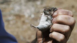 Maus mit Hanta-Virus.