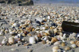 Schneckenh&auml;user und Muschelschalen an einem Strand: Sie werden von den Wellen angesp&uuml;lt.