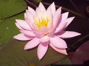 Die Seerose hat etwas Mystisches, Geheimnisvolles und ist zugleich unumstritten eine Schönheit in unseren Seen und Teichen. Wilde Seerosen sind vom Aussterben bedroht, aber diverse Zuchtformen besiedeln auch unsere Gartenteiche. Die Seerose hat etwas Mystisches, Geheimnisvolles und ist zugleich unumstritten eine Schönheit in unseren Seen und Teichen. Wilde Seerosen sind vom Aussterben bedroht, aber diverse Zuchtformen besiedeln auch unsere Gartenteiche.